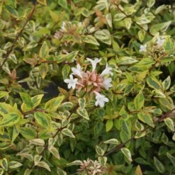 Kaleidoscope Abelia Shrub -Nature Grove Shop Kaleidoscope Abelia 2 FGT