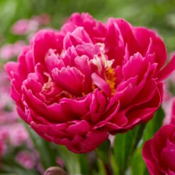 Karl Rosenfield Peony -Nature Grove Shop Karl Rosenfield Peony 1