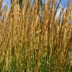 Karl Foerster Grass 8 Karl Foerster Grass -Nature Grove Shop Karl Foerster Grass 2