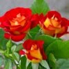 Ketchup And Mustard Rose Shrub -Nature Grove Shop Ketchup and Mustard Rose FGT 600x600 8c87e0c9 4762 425c 8da5 29b418811463