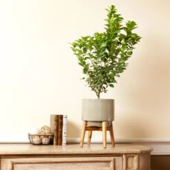 Meyer Lemon + Key Lime Bush Pack 12 Meyer Lemon + Key Lime Bush Pack -Nature Grove Shop Key Lime Bush 4 e63a67f8 53df 467e af90 ae9e06436ddf