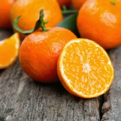 Kishu Mandarin Tree (Seedless) 10 Kishu Mandarin Tree (Seedless) -Nature Grove Shop Kishu Mandarin Tree 6