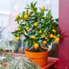 Kishu Mandarin Tree (Seedless) -Nature Grove Shop Kishu Mandarin Tree FGT 600x600 5a7b87ec 6918 47ba a5a5 e5ed1b7bfa36