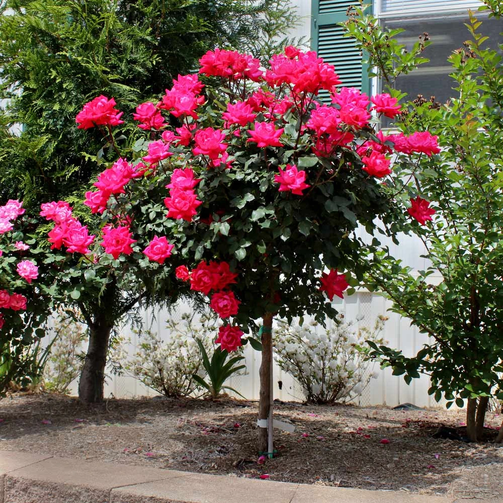 Knock Out® Rose Tree 4 Knock Out® Rose Tree - Image 2
