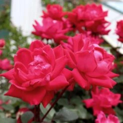 Knock Out® Rose Tree 12 Knock Out® Rose Tree -Nature Grove Shop Knockout Rose Tree Red 4 FGT