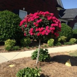 Knock Out® Rose Tree 13 Knock Out® Rose Tree -Nature Grove Shop Knockout Rose Tree Red FGT