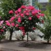 Knock Out® Rose Tree -Nature Grove Shop Knockout Rose Tree Red FGT 600x600 5719ae0c cb19 49f9 a38a 85fd12c97728