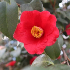 Korean Fire Camellia Shrub 9 Korean Fire Camellia Shrub -Nature Grove Shop Korean Fire Camellia 3