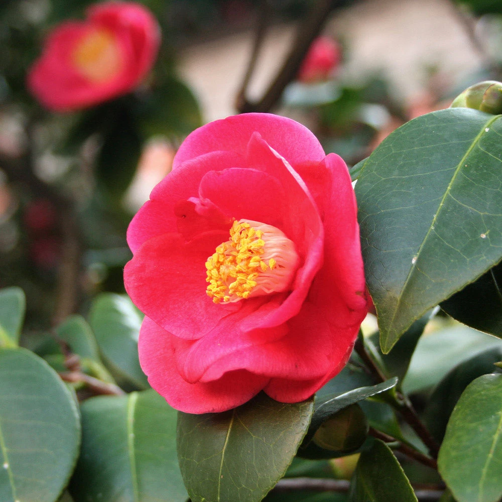 Korean Fire Camellia Shrub 5 Korean Fire Camellia Shrub - Image 3