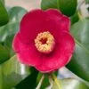 Korean Fire Camellia Shrub -Nature Grove Shop Korean Fire Camellia FGT 600x600 a9e192f0 5d14 41bb 81e0 69b14654d63e