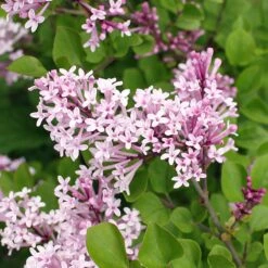 Dwarf Korean Lilac Shrub -Nature Grove Shop Korean Lilac 2