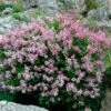 Dwarf Korean Lilac Shrub -Nature Grove Shop Korean Lilac FGT 600x600 8cfa1410 4cb3 4a6e 99ec b2066384e7da