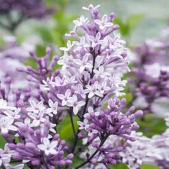 Dwarf Korean Lilac Tree -Nature Grove Shop Korean Lilac Tree 2 BB