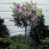Dwarf Korean Lilac Tree -Nature Grove Shop Korean Lilac Tree 3 BB 600x600 22baf837 6d5e 480e 8be0 394b92f5c239