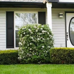 Korean Spice Viburnum Shrub 8 Korean Spice Viburnum Shrub -Nature Grove Shop Korean Spice Viburnum 1