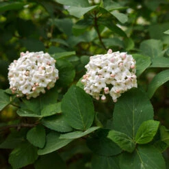 Korean Spice Viburnum Shrub 9 Korean Spice Viburnum Shrub -Nature Grove Shop Korean Spice Viburnum 3