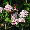 Korean Spice Viburnum Shrub 1 Korean Spice Viburnum Shrub -Nature Grove Shop Korean Spice Viburnum 600x600 bf51b000 59e7 42b2 805e ab2fc59182f2