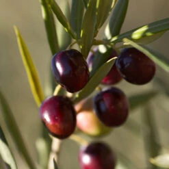 Koroneiki Greek Olive Tree - USDA Organic -Nature Grove Shop Koroneiki Olive 2 FGT db93b214 428c 4733 979d a70f1f9b9f7f