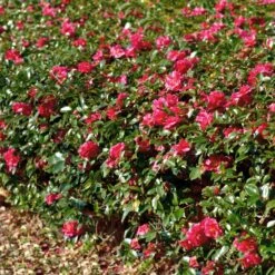 Kramers Camellia Shrub -Nature Grove Shop Kramers Camellia FGT 1