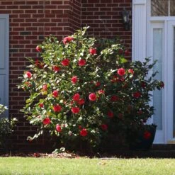 Kramers Camellia Shrub -Nature Grove Shop Kramers Camellia FGT 5