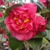 Kramers Camellia Shrub -Nature Grove Shop Kramers Camellia FGT 600x600 b6ff6f90 18d4 4af6 8a42 ce6318e1b77d