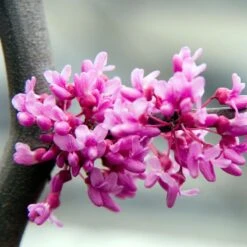 Lavender Twist® Weeping Redbud Tree -Nature Grove Shop LAVENDER TWIST THUMB 6e0b03e6 c145 40fa 9261 d759a9ab9546