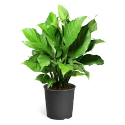 Peace Lily Plant -Nature Grove Shop LIL PEA.10 standard pot