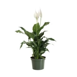 Peace Lily Plant -Nature Grove Shop LIL PEA.6