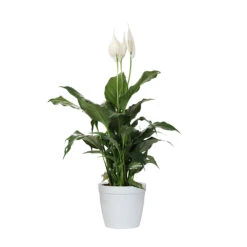 Peace Lily Plant -Nature Grove Shop LIL PEA1 delilah white