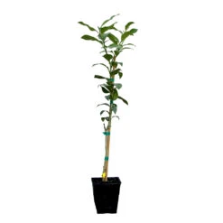 Key Lime Tree 17 Key Lime Tree -Nature Grove Shop LIM KEY 12 QT