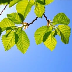 Lacebark Chinese Elm Tree -Nature Grove Shop Lacebark Chinese Elm 1 FGT