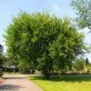 Lacebark Chinese Elm Tree -Nature Grove Shop Lacebark Chinese Elm FGT 600x600 23997011 0eae 492c 9c12 caf0ac94cf44