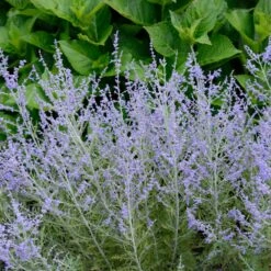 Lacey Blue Russian Sage -Nature Grove Shop Lacey Blue Russian Sage 1