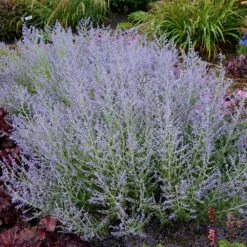 Lacey Blue Russian Sage -Nature Grove Shop Lacey Blue Russian Sage 3 FGT