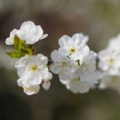 Cherry Pollinator Pack -Nature Grove Shop Lapins Cherry Tree 4be6809a e834 4880 9e9a 9ebb1555a7d2