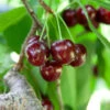 Cherry Pollinator Pack -Nature Grove Shop Lapins Cherry Tree BB 600x600 14d644b0 a96f 42f7 881b d9835ccbefab