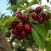 Lapins Cherry Tree -Nature Grove Shop Lapins Cherry Tree FGT 600x600 0220b9db e1f1 4a63 bdc5 243c6c0fbfb6