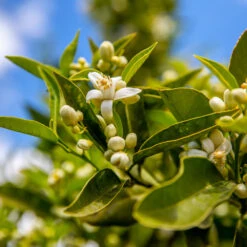 Lane Late Navel Orange -Nature Grove Shop Late Lane Orange 1
