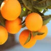 Lane Late Navel Orange -Nature Grove Shop Late Lane Orange FGT 600x600 c4f236f7 c645 4f93 8660 8105f35ecf3a