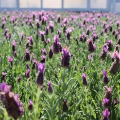 Lavender Standard Topiary Tree 10 Lavender Standard Topiary Tree -Nature Grove Shop Lavender Trees 1