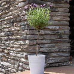 Lavender Standard Topiary Tree 11 Lavender Standard Topiary Tree -Nature Grove Shop Lavender Trees 2