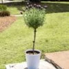 Lavender Standard Topiary Tree -Nature Grove Shop Lavender Trees 600x600 2