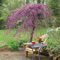 Lavender Twist® Weeping Redbud Tree -Nature Grove Shop Lavender Twist Redbud 1