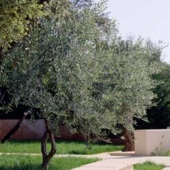 Lecciana Olive Tree -Nature Grove Shop Lecciana Olive Tree 3