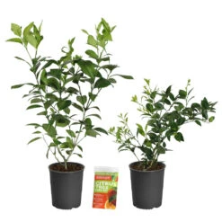 Meyer Lemon + Key Lime Bush Pack 13 Meyer Lemon + Key Lime Bush Pack -Nature Grove Shop Lemon and LimeBushes 2