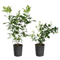 Meyer Lemon + Key Lime Bush Pack 10 Meyer Lemon + Key Lime Bush Pack -Nature Grove Shop Lemon and LimeBushes 5ed8c5a7 14fa 4c58 93bb 9b06a0c16cba