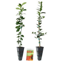 Meyer Lemon + Key Lime Tree Pack -Nature Grove Shop Lemon and LimeTrees2