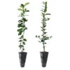 Meyer Lemon + Key Lime Tree Pack -Nature Grove Shop Lemon and LimeTrees 600x600 7e66b743 a12b 4add 8d38 f0bb875cf7b0