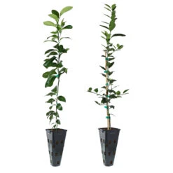 Meyer Lemon + Key Lime Tree Pack -Nature Grove Shop Lemon and LimeTrees 91ce8611 fcee 4431 8480 d36e7e121b7e