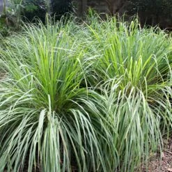 Lemon Grass Plant (Cymbopogon Citratus) 8 Lemon Grass Plant (Cymbopogon Citratus) -Nature Grove Shop Lemon Grass 4